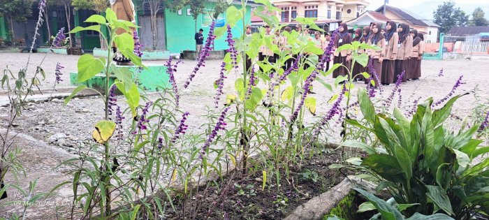 Bunga Lavender Hiasi Lingkungan MIN 1 Kerinci, Ciptakan Suasana Asri dan Nyaman