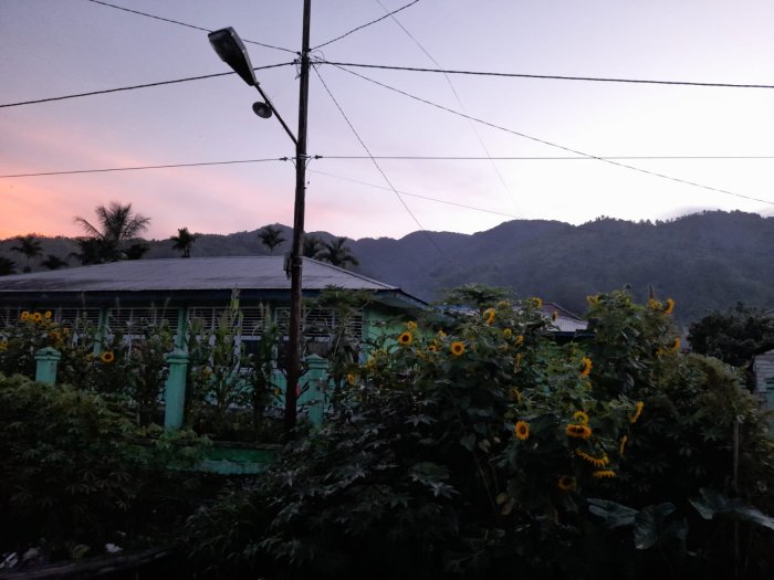 Indahnya Bunga Matahari Hiasi Lingkungan Madrasah di MIN 1 Kerinci