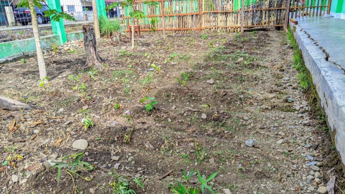 Tanaman Mulai Tumbuh Subur, Lingkungan MIN 1 Kerinci Semakin Asri dan Menyejukkan