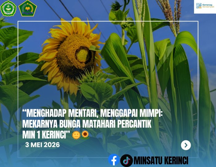 Menghadap Mentari, Menggapai Mimpi: Mekarnya Bunga Matahari Percantik MIN 1 Kerinci 