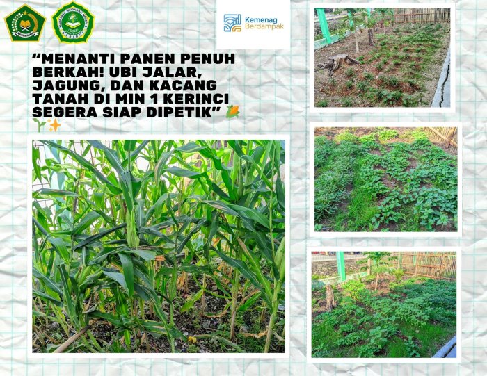 Menanti Panen Penuh Berkah! Ubi Jalar, Jagung, dan Kacang Tanah di MIN 1 Kerinci Segera Siap Dipetik 🌽🌱✨