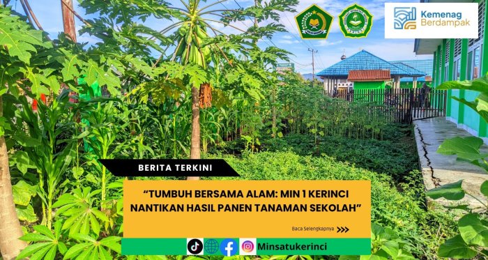 Tumbuh Bersama Alam: MIN 1 Kerinci Nantikan Hasil Panen Tanaman Sekolah
