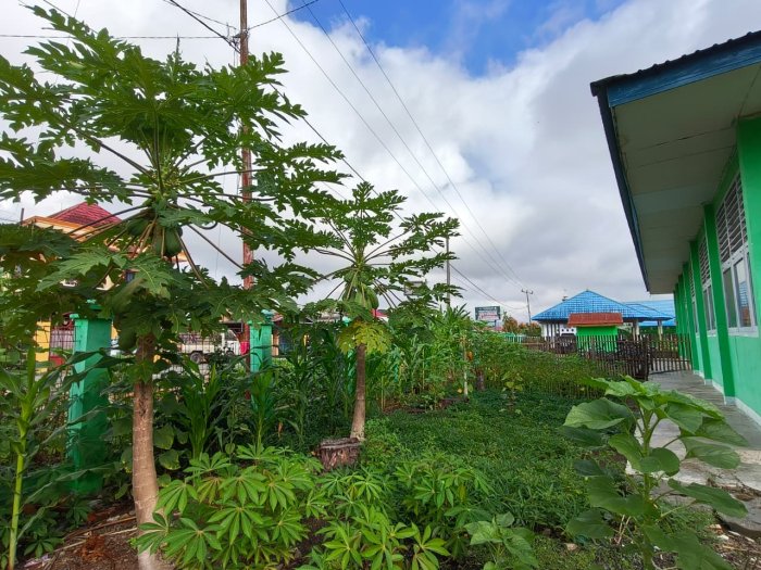 Kebun Sekolah MIN 1 Kerinci Jadi Contoh Pertanian Ramah Lingkungan