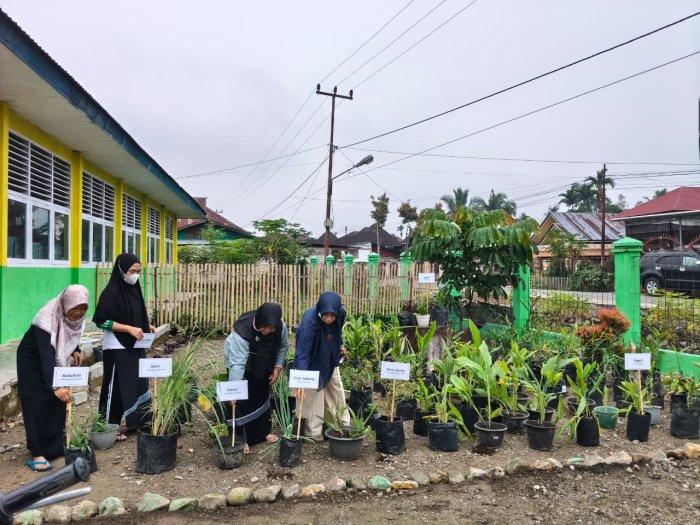Hijaukan Madrasah, Kebun TOGA MIN 1 Kerinci Jadi Sarana Belajar dan Edukasi Kesehatan