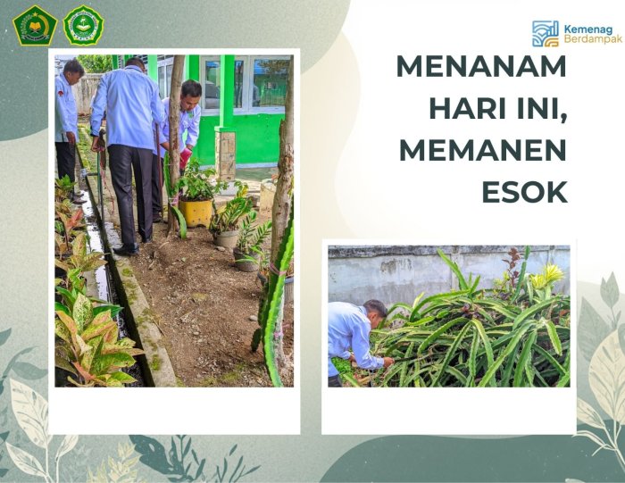 Menanam Hari Ini, Memanen Esok: Semangat Perawatan Buah Naga di MIN 1 Kerinci