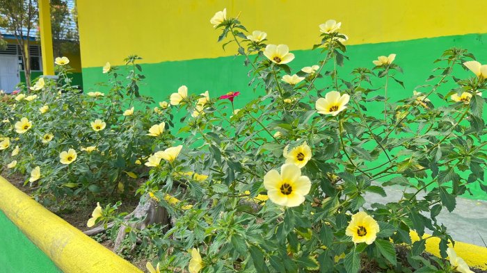 Pesona Taman Bunga MIN 1 Kerinci Sambut Semangat Tahun Ajaran Baru