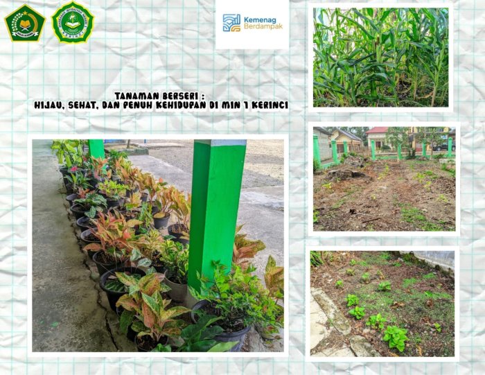 🌱 Tanaman Berseri di MIN 1 Kerinci: Hijau, Sehat, dan Penuh Kehidupan!