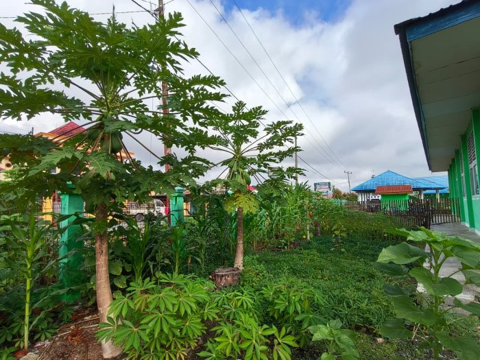 Asri dan Menyegarkan, MIN 1 Kerinci Dikelilingi Tanaman Produktif